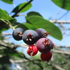 Amelanchier alnifolia Martin - Ellebladet bærmispel / Saskatoon Berry