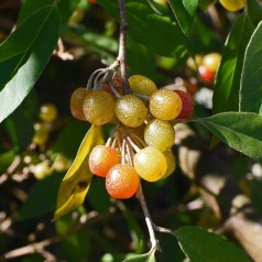 Elaeagnus umbellata Pointilla Fortunella - Skærmsølvblad (Efterårsoliven)