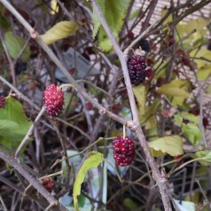 Dværgmorbær Mojo Berry - Morus rotundifolia Mojo Berry