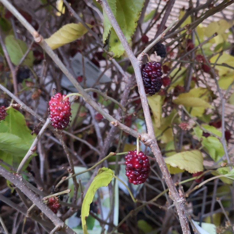 Sort Dværg-Morbær Mojo Berry - Morus rotundifolia Mojo Berry