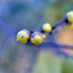 Chimonanthus praecox / Vinterblomst