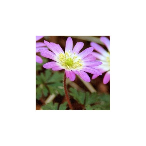 Anemone blanda Charmer / Balkananemone