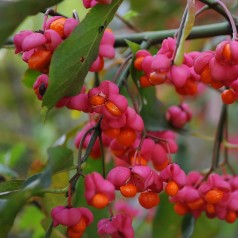 Euonymus alatus - Vinget Benved