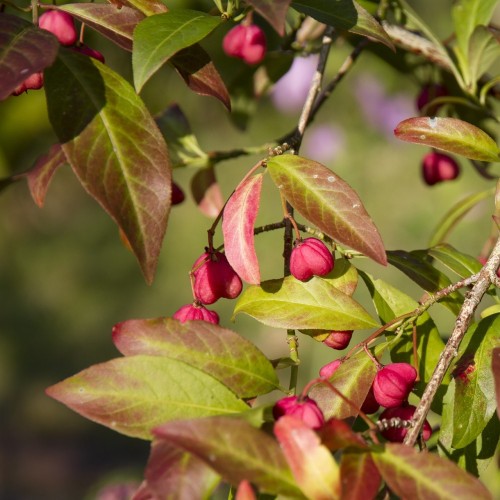 Euonymus alatus - Vinget Benved