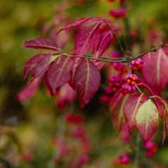 Euonymus alatus - Vinget Benved