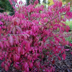 Euonymus alatus - Vinget Benved