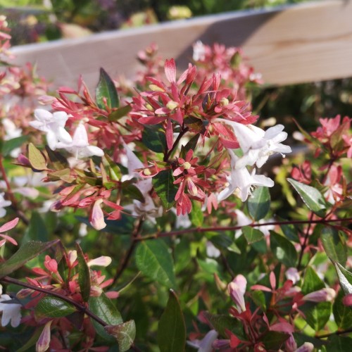 Abelia grandiflora