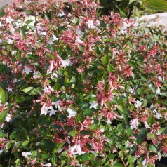 Abelia 25-40 cm. - Abelia grandiflora