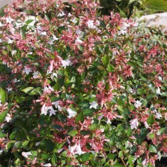 Abelia - Abelia grandiflora