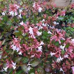 Abelia grandiflora