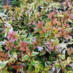 Abelia grandiflora Kaleidoscope - Broget Abelia