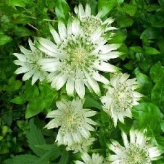 Astrantia major Alba / Hvid Stjerneskærm