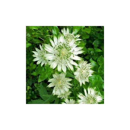 Astrantia major Alba / Hvid Stjerneskærm