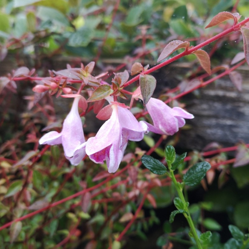 Abelia grandiflora Pinky Bells (Lynn) Abelia grandiflora Pinky Bells (Lynn)