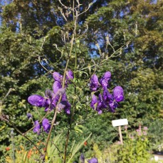 Aconitum henryi Sparks - Stormhat