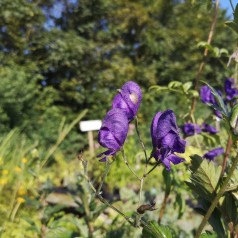 Aconitum henryi Sparks - Stormhat