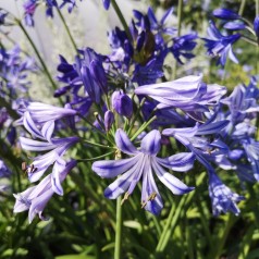 Agapanthus hybrid Charlotte / Skærmlilje