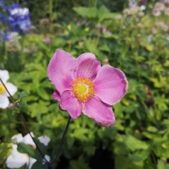 Anemone hupehensis Splendens - Anemone