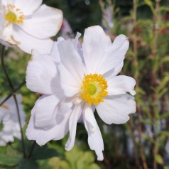 Anemone hybrid Dreaming Swan - Anemone