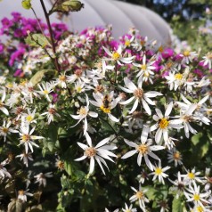 Aster divaricatus - Asters