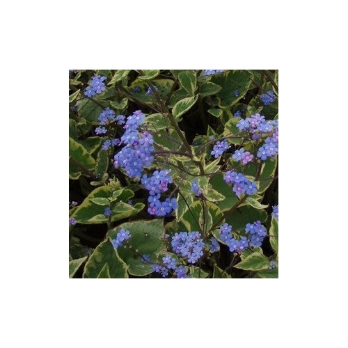 Brunnera hybrid Hadspen Cream / Gulrandet Kærmindesøster