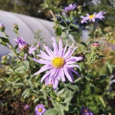 Aster frikartii Wunder von Stäfa / Asters