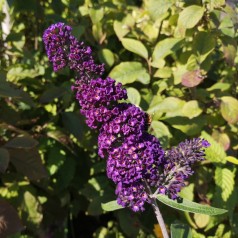 Buddleja davidii Black Knight / Sommerfuglebusk