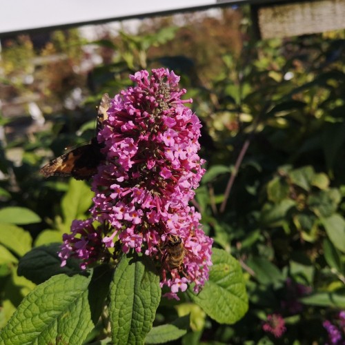 Buddleja davidii Pink Delight / Sommerfuglebusk