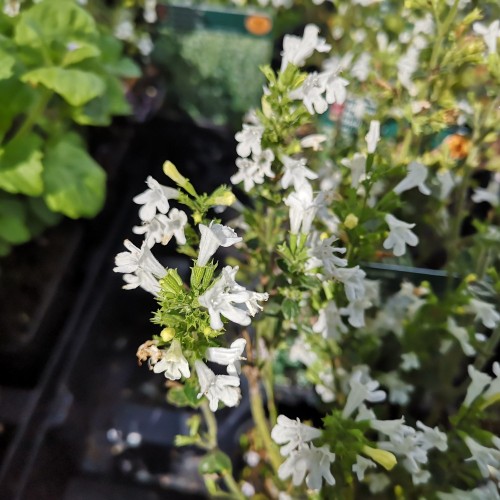 Calamintha nepeta White Cloud / Bjergmynte