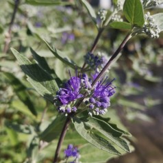 Caryopteris clandonensis Dark Knight / Blåskæg