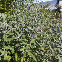 Caryopteris clandonensis Dark Knight / Blåskæg