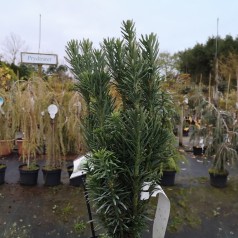 Cephalotaxus harringtonia Fastigiata - Søjleblommetaks / 30-40 cm.