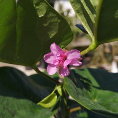 Cercis chinensis Avondale / Kinesisk Judastræ