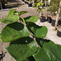 Cercis chinensis Avondale / Kinesisk Judastræ