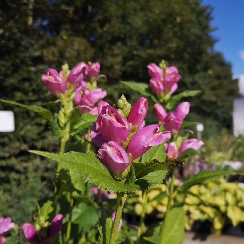 Chelone obliqua / Duehoved / Skjoldblomst