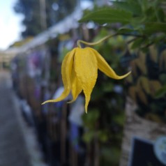 Clematis Tangutica / Klematis
