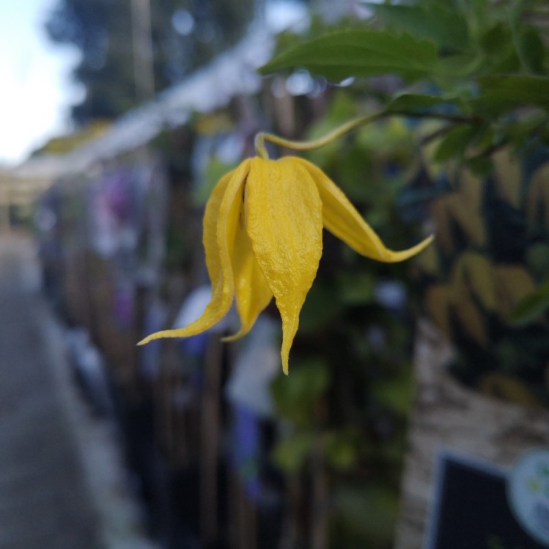 Clematis Tangutica / Klematis