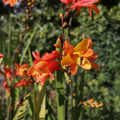 Crocosmia hybrid Orange Pekoe / Montbretia