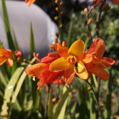 Crocosmia hybrid Orange Pekoe / Montbretia