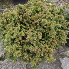 Cryptomeria japonica Vilmoriniana - Kryptomeria