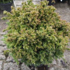 Cryptomeria japonica Vilmoriniana - Kryptomeria