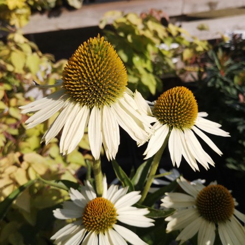 Echinacea purpurea White Meditation / Solhat