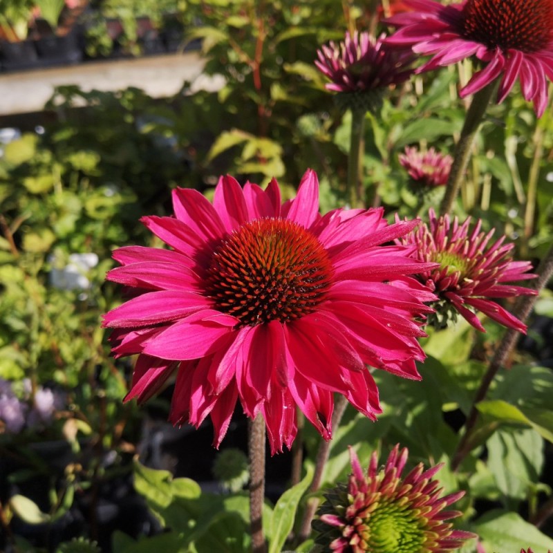 Echinacea purpurea SunSeekers Magenta - Purpursolhat