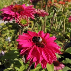 Echinacea purpurea SunSeekers Magenta - Purpursolhat