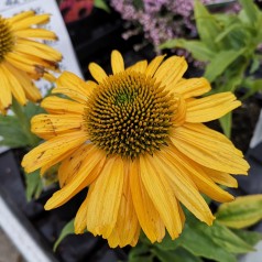 Echinacea purpurea SunSeekers Yellow - Purpursolhat