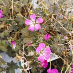 Geranium oxonianum Orkney Cherry - Storkenæb