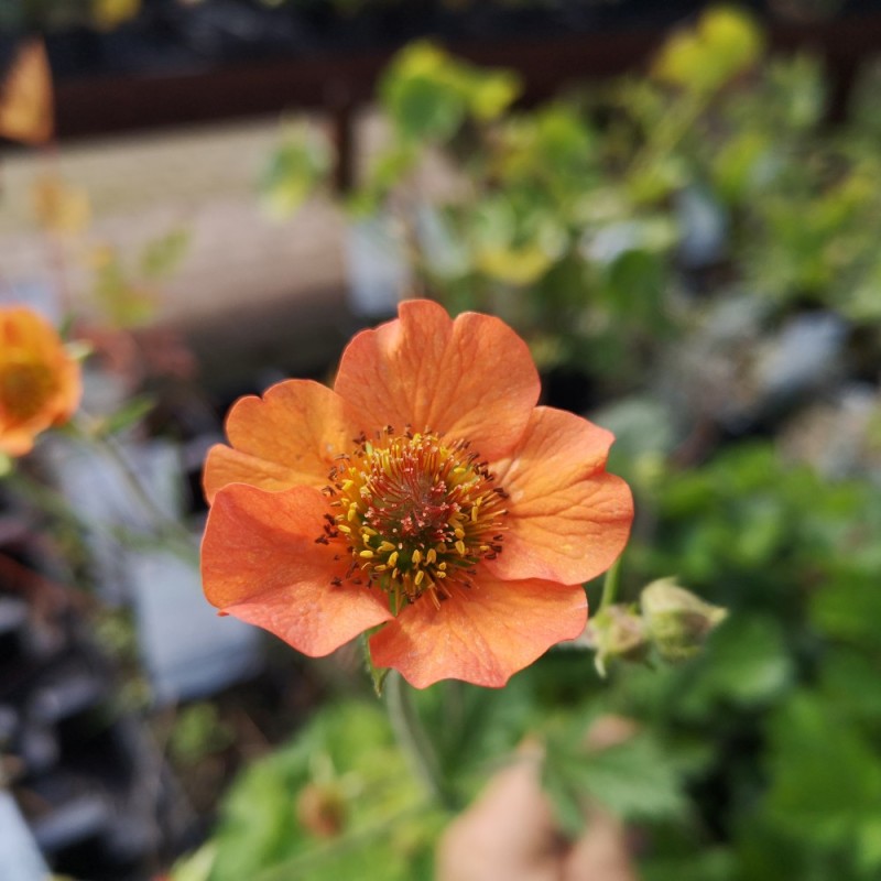 Geum hybrid Totally Tangerine / Nellikerod