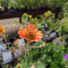 Geum hybrid Totally Tangerine / Nellikerod