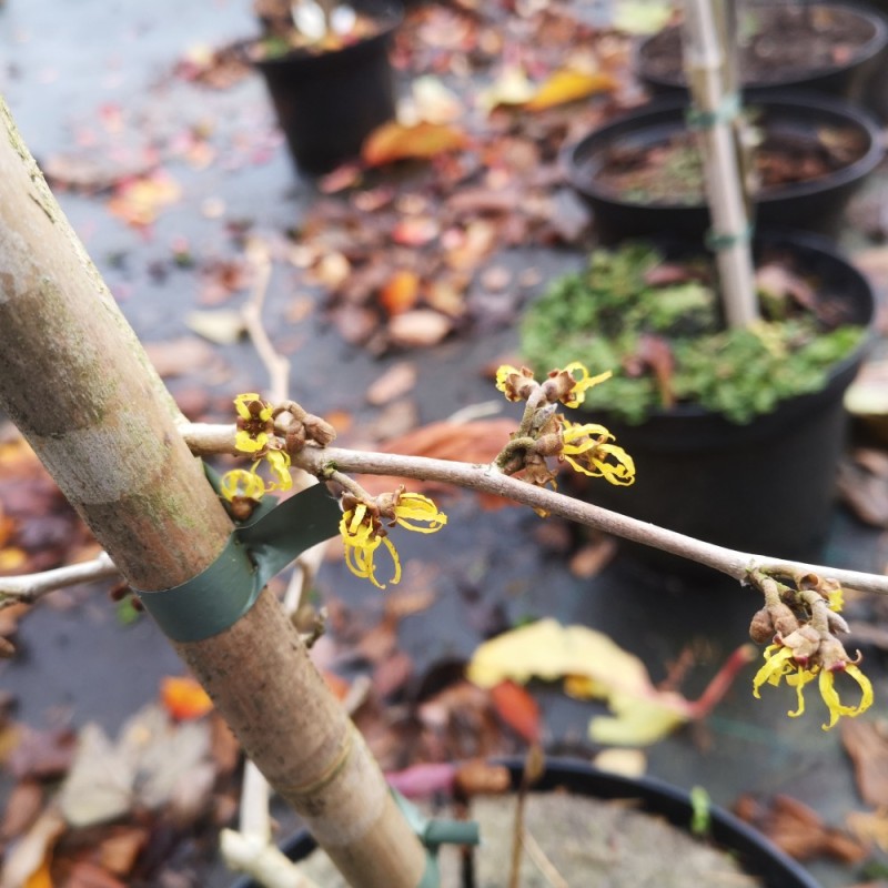Hamamelis japonica Pendula / Hængende Troldnød Hamamelis japonica Pendula / Hængende Troldnød