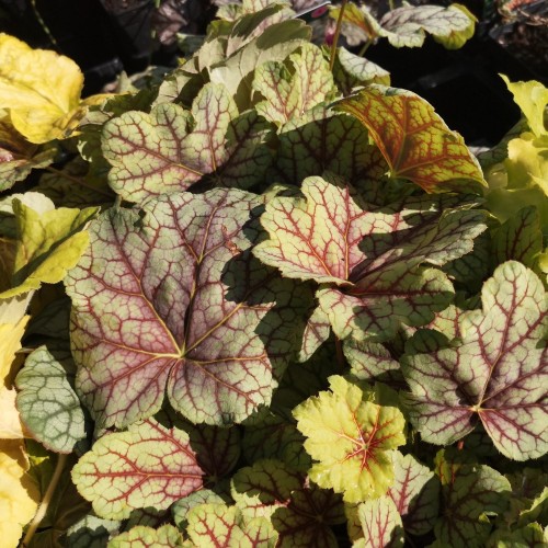 Heuchera hybrid Green Spice / Alunrod